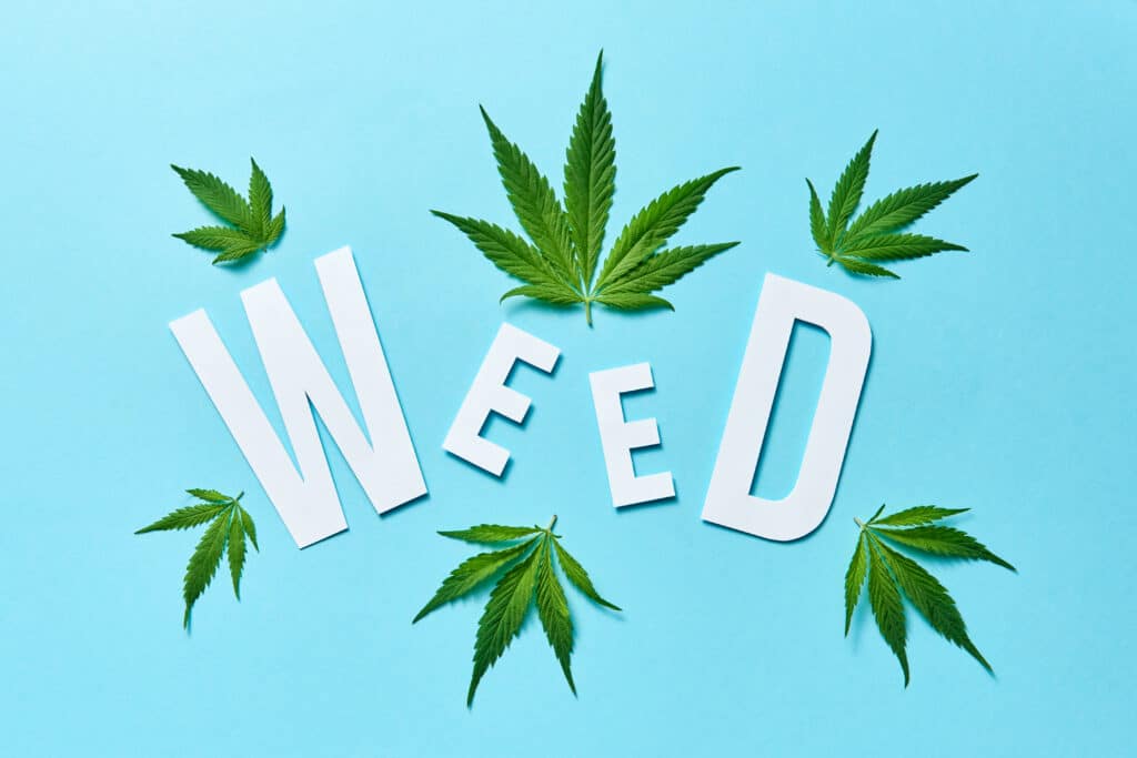 Erba in bianco con sfondo azzurro e foglie di cannabis