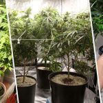Cómo cultivar y cuidar plantas de cannabis en interior
