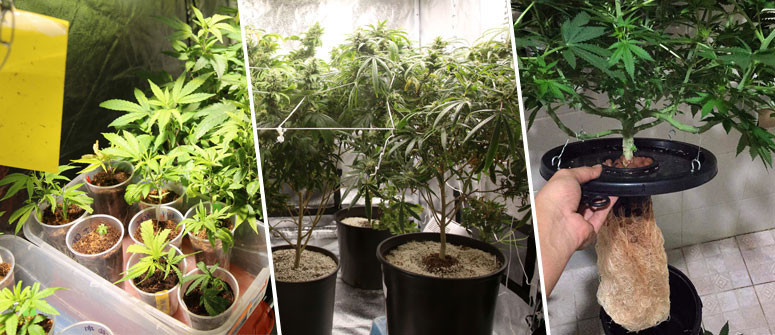 Wie man Cannabispflanzen im Haus anbaut und pflegt
