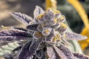 Plantas con Cannabinoides