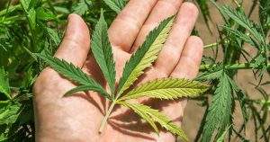 marijuana variegata