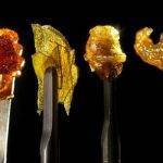 Cannabis concentrates With or without solvents?