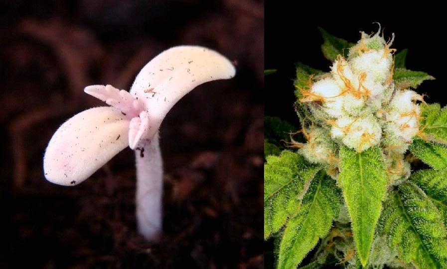weiße Marihuana Knospe und erwachsene Cannabis Pflanze weiße Knospe