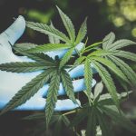 Tutto quello che c'è da sapere sulle foglie di cannabis