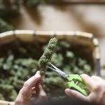 Tips for drying and curing cannabis
