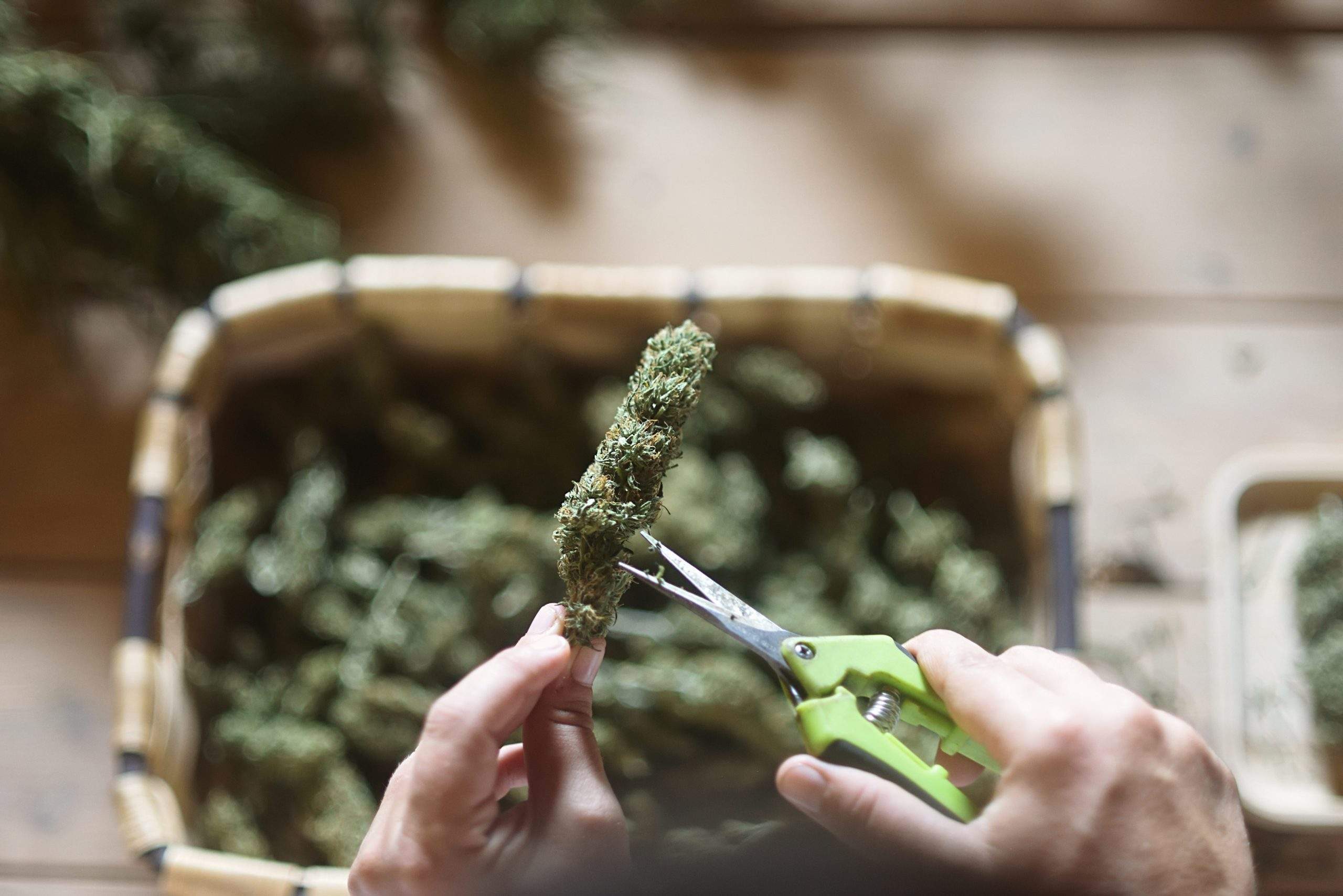 Tipps zum Trocknen und Aushärten von Cannabis